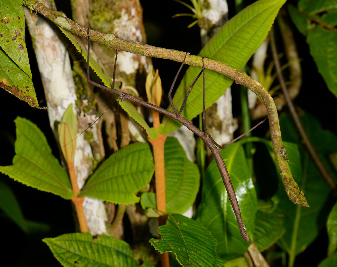 Large stick insect (Dyme sp.), Santa María, Colombia When Albert Kang joined JungleDragon a few months ago, he pretty much defined the category of stick insects in our community by introducing over a hundred species, opening a world unknown to me before. Inspired by that heroic effort, I felt obliged to specifically look for stick insects on our recent trip to Colombia. Here's the first one. I particularly like how the stick insect curves in parallel to the stick it is on. Check out Albert's work here:<br />
<br />
<a href="https://www.jungledragon.com/user/2994/albert_kang.html" class="user" title="view Albert Kang's profile"><img src="https://secure.gravatar.com/avatar.php?gravatar_id=be26a3e3dbfc2c2f875c7467f2b90899&d=identicon&size=80" alt="Albert Kang" /><em>Albert Kang</em></a><br />
<br />
Stick insects on JungleDragon:<br />
<a href="https://www.jungledragon.com/wildlife/browse/animalia/arthropoda/insecta/phasmatodea" rel="nofollow">https://www.jungledragon.com/wildlife/browse/animalia/arthropoda/insecta/phasmatodea</a><br />
<br />
Wonderful compilation list:<br />
<ul class="collections-simple"><li><a href="https://www.jungledragon.com/list/387" title="view as slideshow" class="button slideshow"><em class="fa fa-bookmark"></em>Phasmids of the World</a></li></ul> Boyacá,Colombia,Fall,Geotagged,Santa María,South America,Stick insect,Stick insects,World