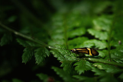 Rail-fly with insanely long antennae If you look closely, you will notice that the antennae of this Caddisfly do not even fit the frame, which means they are at least three times the length of its body. There are 12,000 species in this order (Trichoptera), so forgive me for not knowing the exact specie name. Geotagged,Heeswijk,Longhorn Moth,Nemophora degeerella,The Netherlands