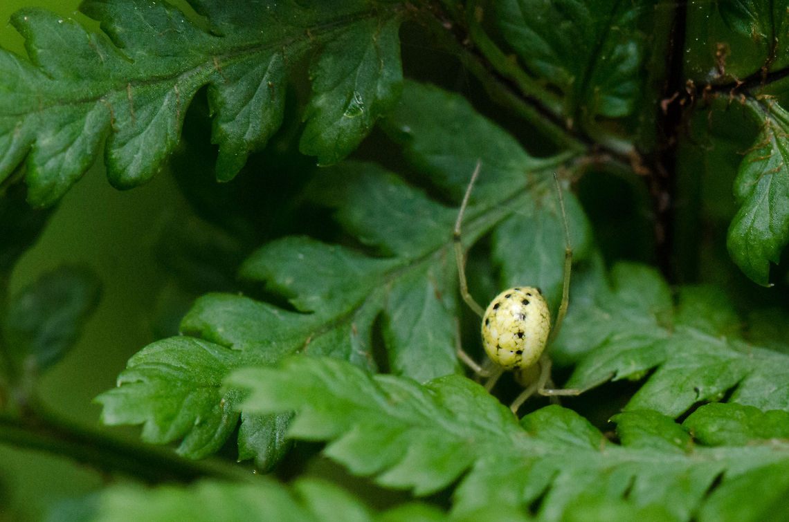 Enoplognatha ovata going into hiding  Enoplognatha ovata,Geotagged,Heeswijk,The Netherlands