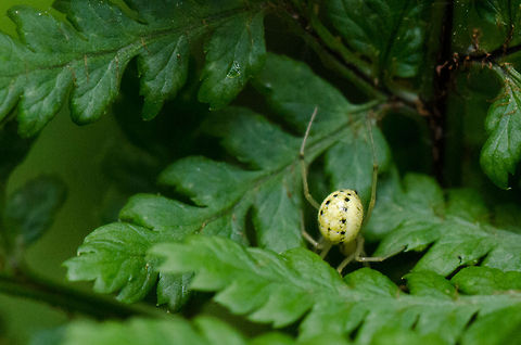 Enoplognatha ovata going into hiding  Enoplognatha ovata,Geotagged,Heeswijk,The Netherlands