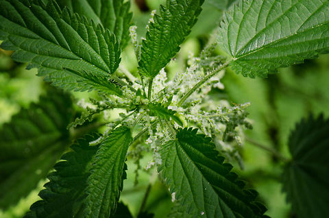 Stinging nettle, the flower of pain Everybody growing up in the Netherlands and surrounding countries knows what this plant is, for its painful effect when touching it. Geotagged,Heeswijk,Stinging nettle,The Netherlands,Urtica dioica