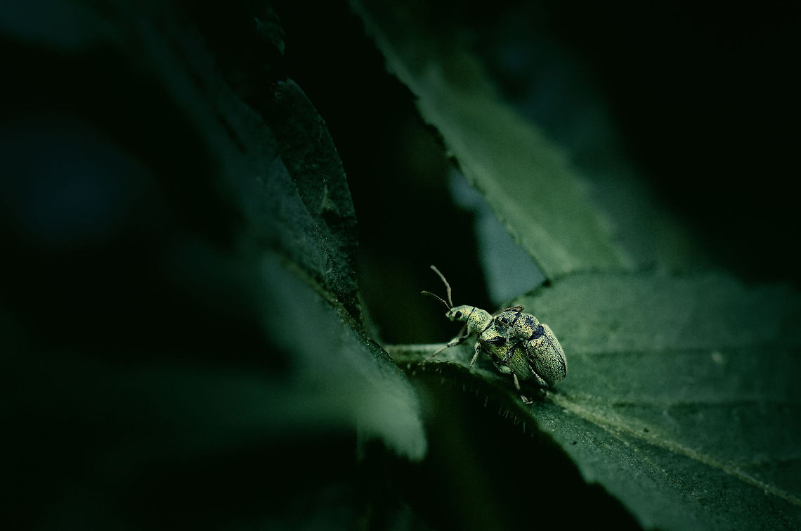 Phyllobius glaucus mating Finally found my first snout beetles. As you can see, they had little interest in me. Heeswijk,Macro,Phyllobius glaucus