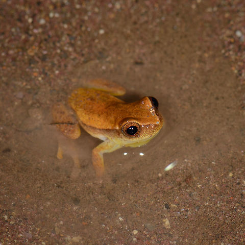 Small frog at night - closeup, Santa María, Colombia Size reference:
https://www.jungledragon.com/image/48202/small_frog_at_night_-_reference_santa_mara_colombia.html Boyacá,Colombia,Dendropsophus microcephalus,Santa María,South America,World