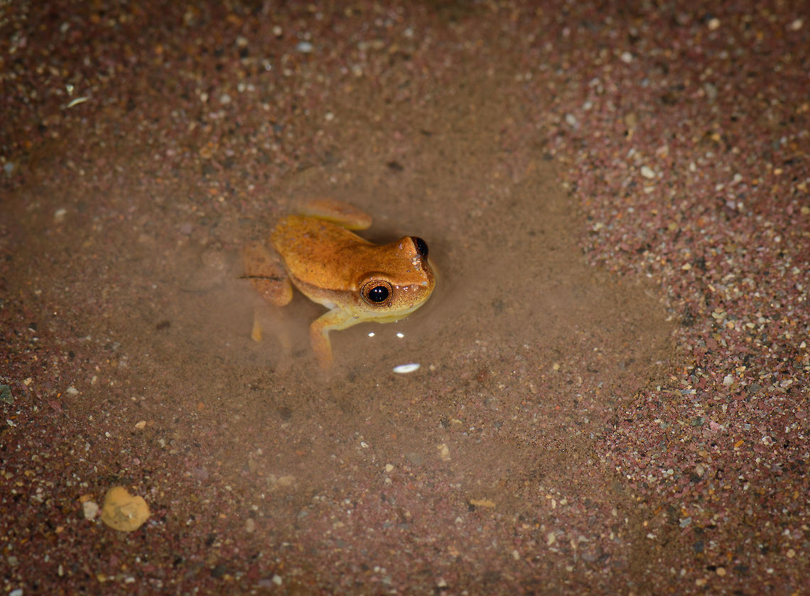 Small frog at night, Santa María, Colombia In a tiny pool of water. Closeup:<br />
<figure class="photo"><a href="https://www.jungledragon.com/image/48194/small_frog_at_night_-_closeup_santa_mara_colombia.html" title="Small frog at night - closeup, Santa Mar&iacute;a, Colombia"><img src="https://s3.amazonaws.com/media.jungledragon.com/images/2/48194_thumb.jpg?AWSAccessKeyId=05GMT0V3GWVNE7GGM1R2&Expires=1763596810&Signature=dH8xwC7qbAMDvnAHby9wRiIE4hg%3D" width="200" height="200" alt="Small frog at night - closeup, Santa Mar&iacute;a, Colombia Size reference:<br />
https://www.jungledragon.com/image/48202/small_frog_at_night_-_reference_santa_mara_colombia.html Boyac&aacute;,Colombia,Dendropsophus microcephalus,Santa Mar&iacute;a,South America,World" /></a></figure><br />
<br />
Size reference:<br />
<figure class="photo"><a href="https://www.jungledragon.com/image/48202/small_frog_at_night_-_reference_santa_mara_colombia.html" title="Small frog at night - reference, Santa Mar&iacute;a, Colombia"><img src="https://s3.amazonaws.com/media.jungledragon.com/images/2/48202_thumb.jpg?AWSAccessKeyId=05GMT0V3GWVNE7GGM1R2&Expires=1763596810&Signature=SL1Uy8heI2TX35Kx7RELwgtZgAU%3D" width="102" height="152" alt="Small frog at night - reference, Santa Mar&iacute;a, Colombia On my boot, for size reference. Boyac&aacute;,Colombia,Dendropsophus microcephalus,Santa Mar&iacute;a,South America,World" /></a></figure> Boyacá,Colombia,Dendropsophus microcephalus,Santa María,South America,World