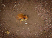 Small frog at night, Santa Mar&iacute;a, Colombia In a tiny pool of water. Closeup:<br />
https://www.jungledragon.com/image/48194/small_frog_at_night_-_closeup_santa_mara_colombia.html<br />
<br />
Size reference:<br />
https://www.jungledragon.com/image/48202/small_frog_at_night_-_reference_santa_mara_colombia.html Boyac&aacute;,Colombia,Dendropsophus microcephalus,Santa Mar&iacute;a,South America,World
