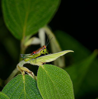 Colorful grasshopper on leaf, Santa María, Colombia Very small, possibly juvenile. Brown, red and black parts on the back. Boyacá,Colombia,Santa María,South America,World