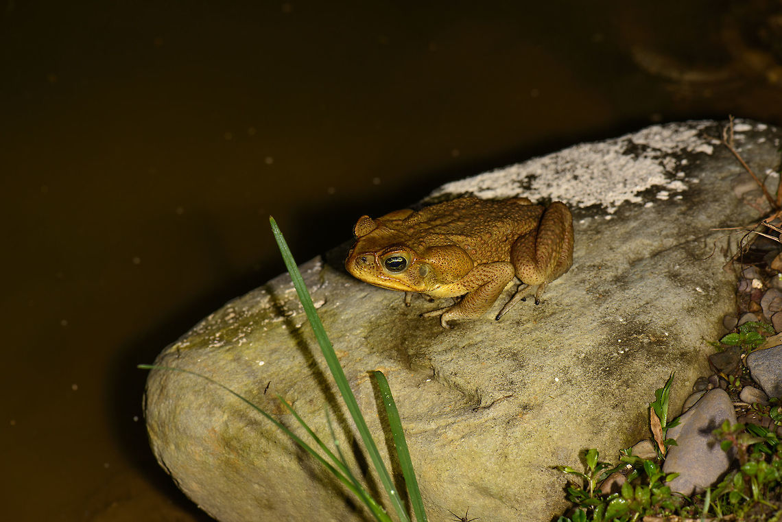 Large toad on rock, Santa María, Colombia  Boyacá,Cane toad,Colombia,Rhinella marina,Santa María,South America,World