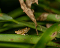 Small frog in tree, Santa María, Colombia  Boyacá,Colombia,Santa María,South America,World