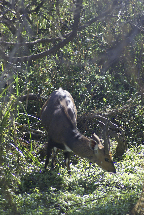 Male Bushbuck Not entirely unexpected, this specie is a male bushbuck. It&#039;s a buck in the bushes. Buck,Bushbuck,Bushbuck  (Imbabala and Kéwel),Mammals,South Africa,Tragelaphus scriptus and Tragelaphus sylvaticus