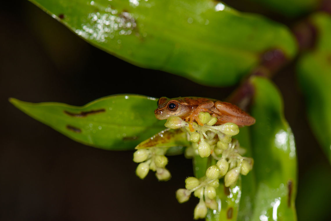 Reddish frog on leaf - side view, Santa Mar&iacute;a, Colombia Back view:<br />
<figure class="photo"><a href="https://www.jungledragon.com/image/48201/reddish_frog_on_leaf_-_back_side_santa_mara_colombia.html" title="Reddish frog on leaf - back side, Santa Mar&iacute;a, Colombia"><img src="https://s3.amazonaws.com/media.jungledragon.com/images/2/48201_thumb.jpg?AWSAccessKeyId=05GMT0V3GWVNE7GGM1R2&Expires=1770854410&Signature=sSgTEyEs0UDsHhnYAa13%2BFjZrME%3D" width="200" height="134" alt="Reddish frog on leaf - back side, Santa Mar&iacute;a, Colombia Side view:<br />
https://www.jungledragon.com/image/48200/reddish_frog_on_leaf_-_side_view_santa_mara_colombia.html Boyac&aacute;,Colombia,Dendropsophus columbianus,Santa Mar&iacute;a,South America,World" /></a></figure> Boyac&aacute;,Colombia,Dendropsophus columbianus,Santa Mar&iacute;a,South America,World