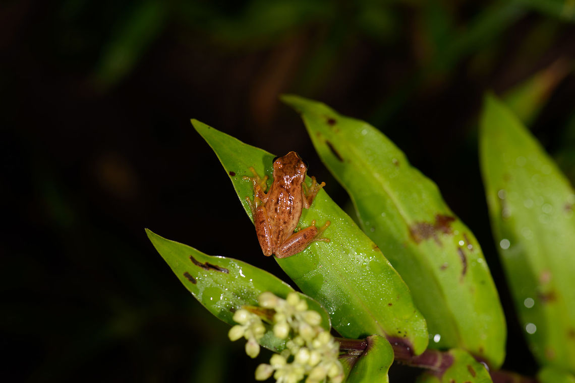 Reddish frog on leaf - back side, Santa María, Colombia Side view:<br />
<figure class="photo"><a href="https://www.jungledragon.com/image/48200/reddish_frog_on_leaf_-_side_view_santa_mara_colombia.html" title="Reddish frog on leaf - side view, Santa Mar&iacute;a, Colombia"><img src="https://s3.amazonaws.com/media.jungledragon.com/images/2/48200_thumb.jpg?AWSAccessKeyId=05GMT0V3GWVNE7GGM1R2&Expires=1759968010&Signature=4zh7K4103C%2BpJmVrJgz12s4%2Bas4%3D" width="200" height="134" alt="Reddish frog on leaf - side view, Santa Mar&iacute;a, Colombia Back view:<br />
https://www.jungledragon.com/image/48201/reddish_frog_on_leaf_-_back_side_santa_mara_colombia.html Boyac&aacute;,Colombia,Dendropsophus columbianus,Santa Mar&iacute;a,South America,World" /></a></figure> Boyacá,Colombia,Dendropsophus columbianus,Santa María,South America,World