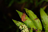 Reddish frog on leaf - back side, Santa María, Colombia Side view:<br />
https://www.jungledragon.com/image/48200/reddish_frog_on_leaf_-_side_view_santa_mara_colombia.html Boyacá,Colombia,Dendropsophus columbianus,Santa María,South America,World