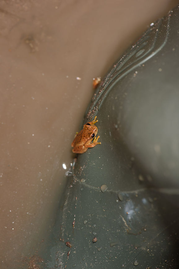 Small frog at night - reference, Santa María, Colombia On my boot, for size reference. Boyacá,Colombia,Dendropsophus microcephalus,Santa María,South America,World