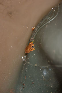Small frog at night - reference, Santa María, Colombia On my boot, for size reference. Boyacá,Colombia,Dendropsophus microcephalus,Santa María,South America,World