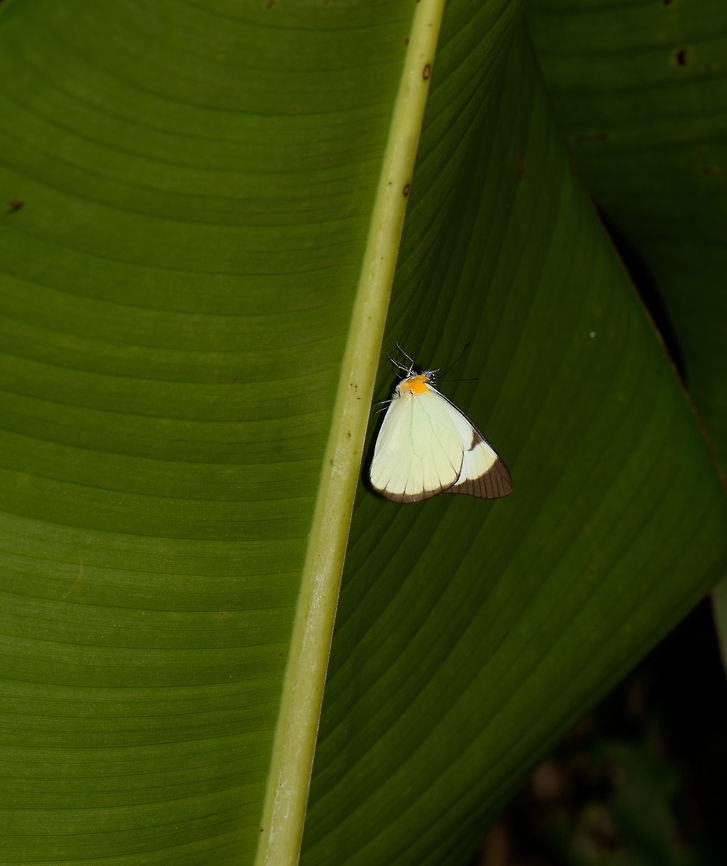 Small white butterfly, orange chest, Santa Mar&iacute;a, Colombia Found at night. Melete lycimnia, most likely the Melete lycimnia harti sub species. Boyac&aacute;,Colombia,Melete lycimnia,Santa Mar&iacute;a,South America,World,melete lycimnia