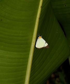 Small white butterfly, orange chest, Santa María, Colombia Found at night. Melete lycimnia, most likely the Melete lycimnia harti sub species. Boyacá,Colombia,Melete lycimnia,Santa María,South America,World,melete lycimnia