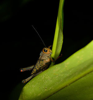 Large Grasshopper at night, Santa María, Colombia This one has some beautiful and complicated patterns. Boyacá,Colombia,Santa María,South America,Tropidacris cristata,World