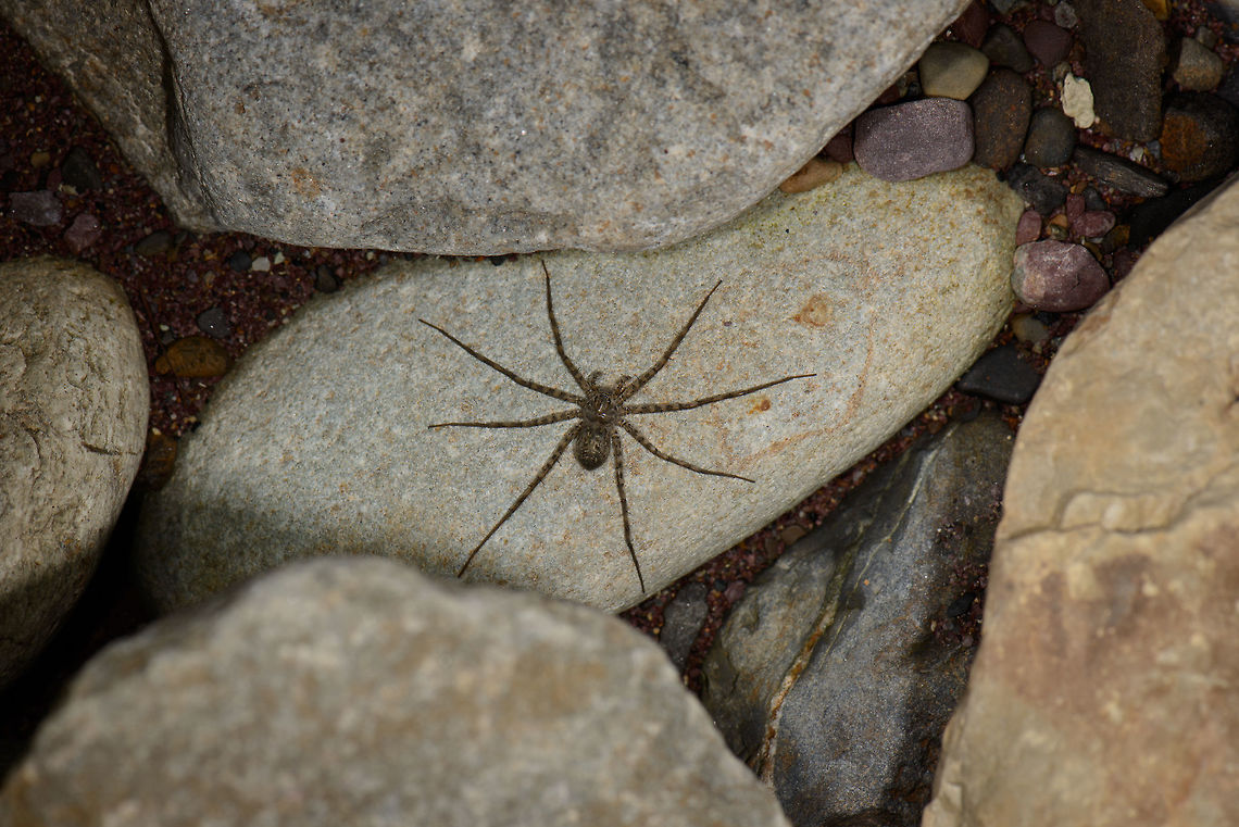 Trechalea bucculenta, Santa Mar&iacute;a, Colombia ID by Hubert H&ouml;fer.<br />
Found during a night tour. Boyac&aacute;,Colombia,Santa Mar&iacute;a,South America,Trechalea bucculenta,World