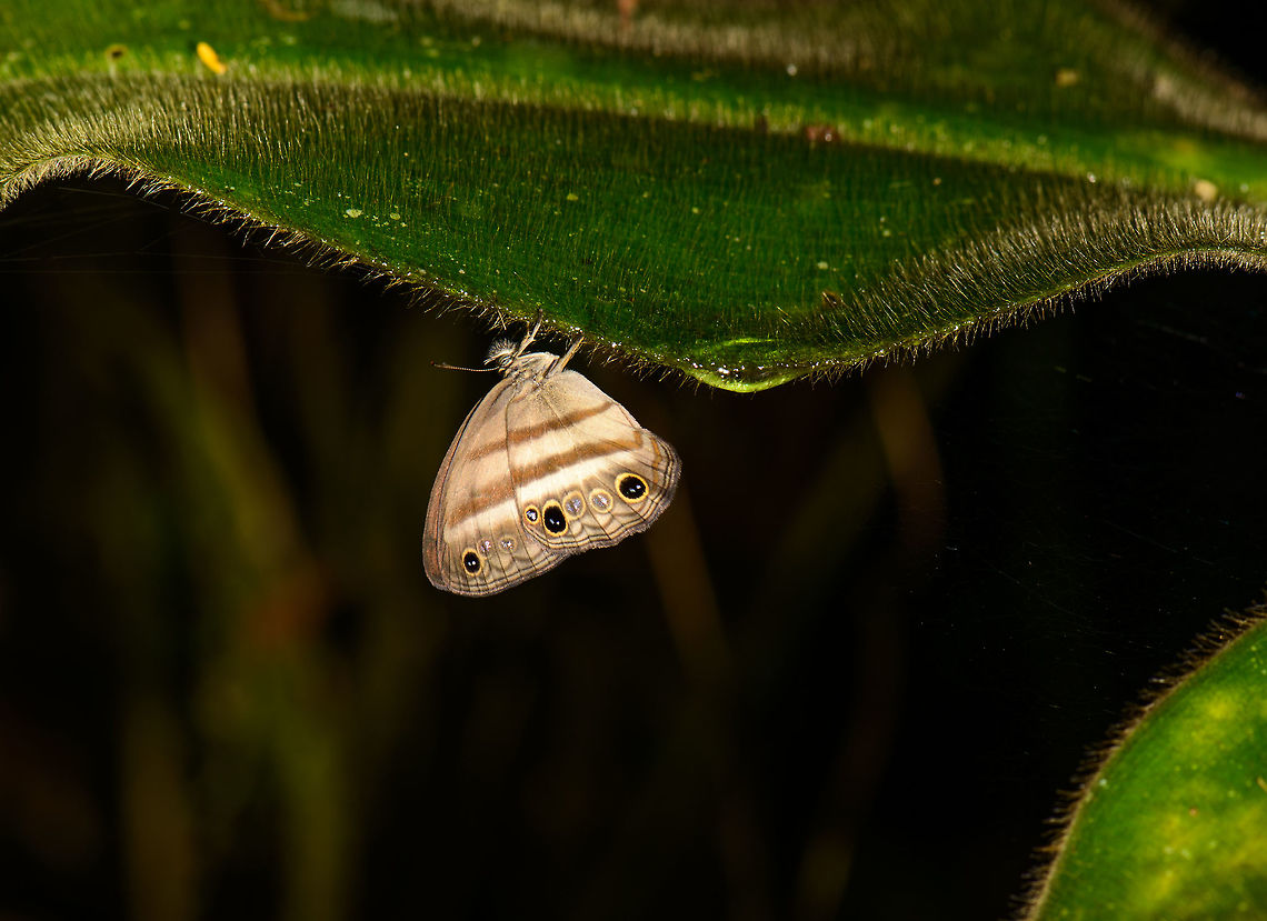 Chloreuptychia arnaca, Santa Mar&iacute;a, Colombia  Boyac&aacute;,Chloreuptychia arnaca,Colombia,Santa Mar&iacute;a,South America,World