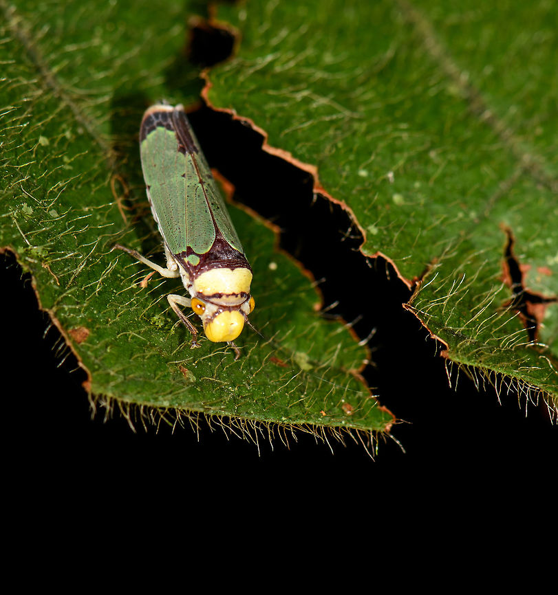 Leafhopper on leaf, Santa María, Colombia Found at night. About 1cm (4&quot;) in size, green wings with black markings, orange eyes, yellow snout. Boyacá,Colombia,Pseudometopia phalaesia,Santa María,South America,World