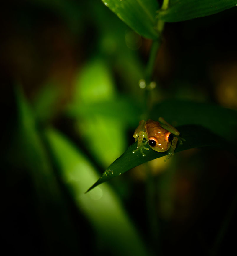 Tiny frog on leaf, Santa María, Colombia Orange head and body, dark eyes, greenish translucent legs. Boyacá,Colombia,Hypsiboas punctatus,Polka-dot tree frog,Santa María,South America,World
