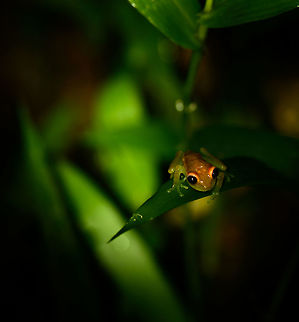 Tiny frog on leaf, Santa Mar&iacute;a, Colombia Orange head and body, dark eyes, greenish translucent legs. Boyac&aacute;,Colombia,Hypsiboas punctatus,Polka-dot tree frog,Santa Mar&iacute;a,South America,World