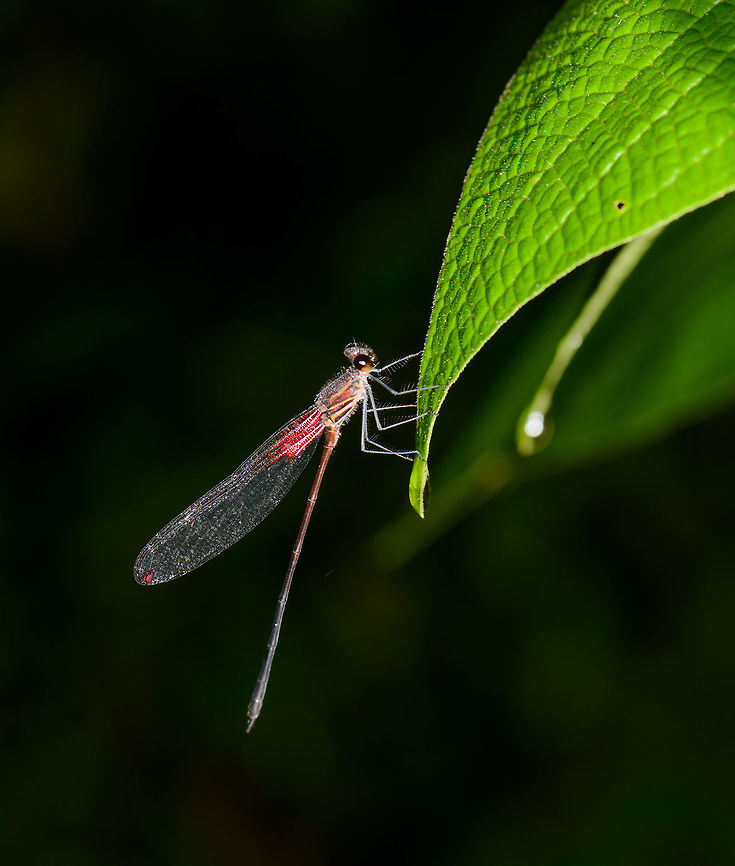 Damselfly at night, Santa María, Colombia  Boyacá,Colombia,Hetaerina occisa,Santa María,South America,World