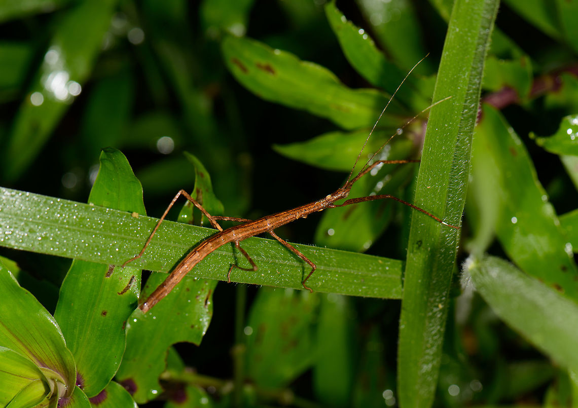Stick insect on the move, Santa María, Colombia Fairly bulky and clumsy stick insect we found at night in Santa Mar&iacute;a, Colombia. Boyacá,Colombia,Santa María,South America,World