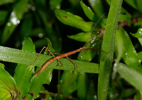Stick insect on the move, Santa Mar&iacute;a, Colombia Fairly bulky and clumsy stick insect we found at night in Santa Mar&iacute;a, Colombia. Boyac&aacute;,Colombia,Santa Mar&iacute;a,South America,World