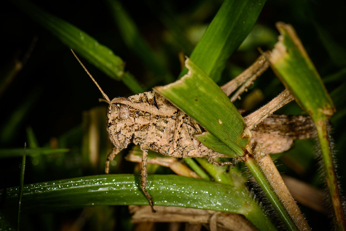 Stationary grasshopper, Santa María, Colombia Fairly large, with a military desert camouflage pattern. Dew drops on the eyes, so I&#039;m thinking it&#039;s been out there for a while. Abracris flavolineata,Boyacá,Colombia,Santa María,South America,World