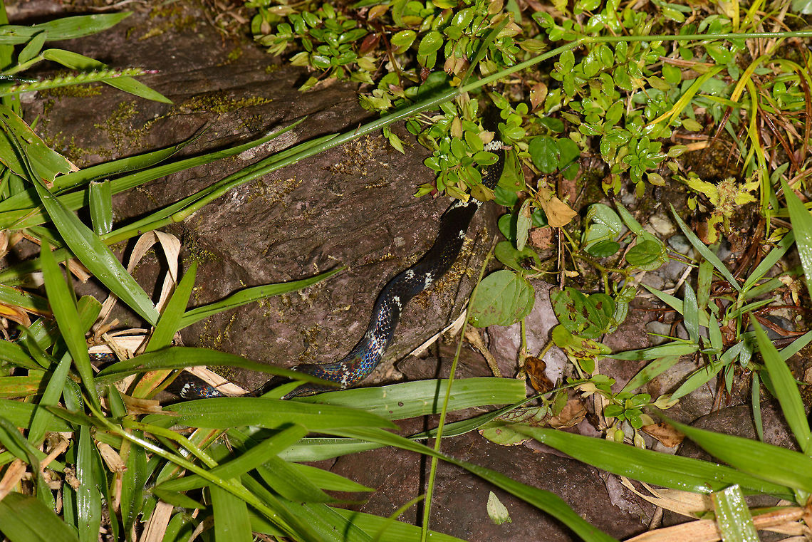 Coral Santa María swamp, Colombia Exciting times in Colombia (once home to the largest snake to have ever lived, the Titanboa). During our first night tour we were traversing a swampy area when we found this coral snake. Although venomous, it posed no threat and was mostly trying to get away from our bright lights. I checked for all coral snakes known to occur in Colombia, and Micrurus mipartitus is the best match I can find. I particularly based the identification on the general dark and light bands with a clear orange band near the head, visible in this second photo:<br />
<figure class="photo"><a href="https://www.jungledragon.com/image/48260/redtail_coral_snake_side_view_santa_mara_colombia.html" title="Redtail Coral Snake side view, Santa María, Colombia"><img src="https://s3.amazonaws.com/media.jungledragon.com/images/2/48260_thumb.jpg?AWSAccessKeyId=05GMT0V3GWVNE7GGM1R2&Expires=1759968010&Signature=hRfX3WIeQUjTPYS7LIDEvl8%2BSwA%3D" width="200" height="134" alt="Redtail Coral Snake side view, Santa María, Colombia Terrible photo, I know, but I want to show some identification marks for this snake, in particular the bands and the orange stripe. Boyacá,Colombia,Micrurus mipartitus,Redtail Coral Snake,Santa María,South America,World" /></a></figure> Boyacá,Colombia,Micrurus mipartitus,Santa María,South America,World