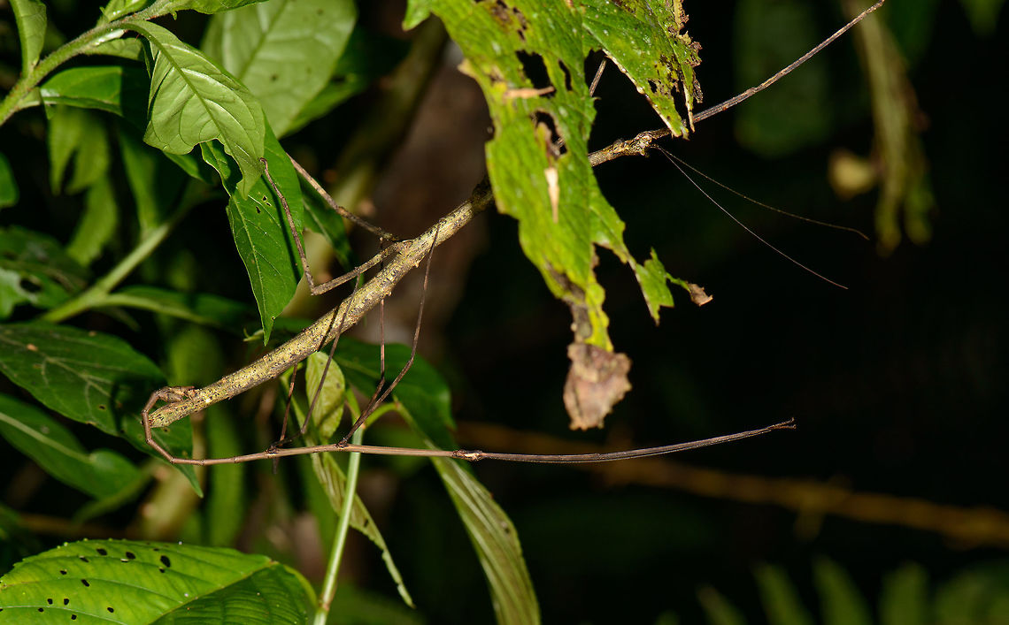Stick insects mating, Santa María, Colombia Producing new sticks. Big stick is the female, small thin one the male. Boyacá,Colombia,Santa María,South America,World