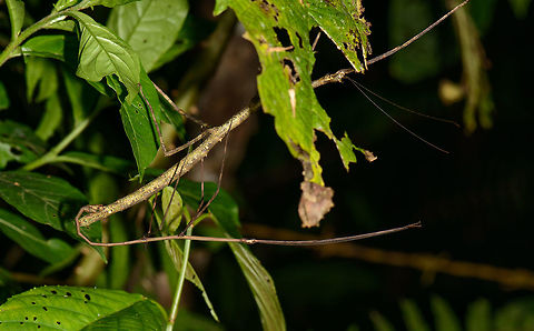 Stick insects mating, Santa María, Colombia Producing new sticks. Big stick is the female, small thin one the male. Boyacá,Colombia,Santa María,South America,World
