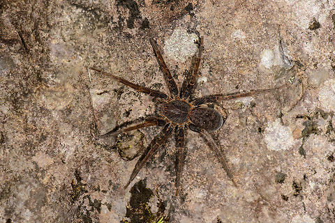 Large hairy spider on rock, Ancylometes sp., Santa María, Colombia ID by Hubert Höfer.
This one is pretty sharp, you can count the hairs if you zoom in. Boyacá,Colombia,Santa María,South America,World