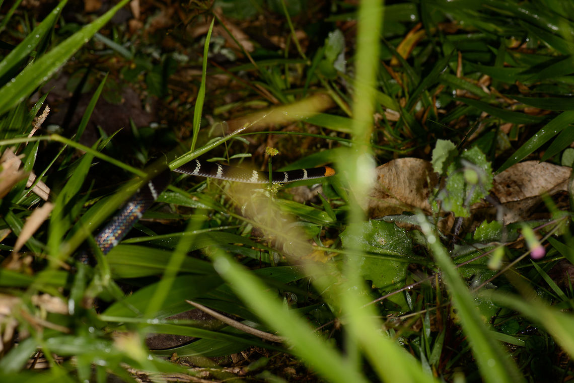 Redtail Coral Snake side view, Santa María, Colombia Terrible photo, I know, but I want to show some identification marks for this snake, in particular the bands and the orange stripe. Boyacá,Colombia,Micrurus mipartitus,Redtail Coral Snake,Santa María,South America,World