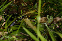Redtail Coral Snake side view, Santa María, Colombia Terrible photo, I know, but I want to show some identification marks for this snake, in particular the bands and the orange stripe. Boyacá,Colombia,Micrurus mipartitus,Redtail Coral Snake,Santa María,South America,World