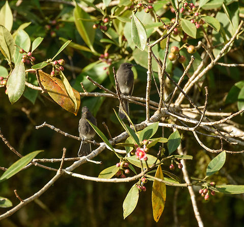 Black phoebe couple, Santa María, Colombia  Boyacá,Colombia,Fall,Geotagged,Santa María,Sayornis nigricans,South America,World,black phoebe