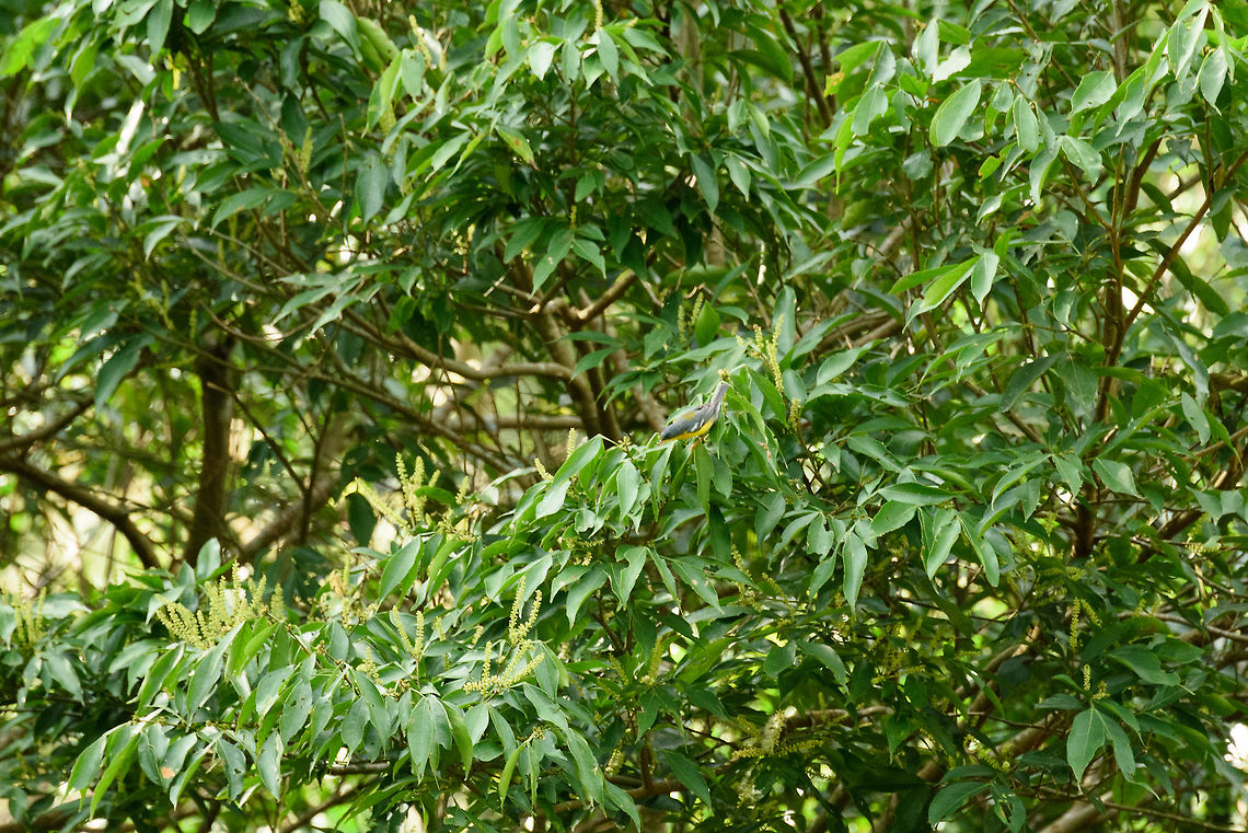 Tropical parula, Santa Mar&iacute;a, Colombia Remote spotting of a Tropical parula in the moring of our 2nd day in Santa Mar&iacute;a. Boyac&aacute;,Colombia,Fall,Geotagged,Santa Mar&iacute;a,Setophaga pitiayumi,South America,Tropical parula,World