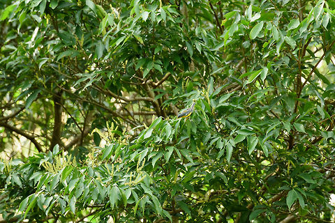 Tropical parula, Santa Mar&iacute;a, Colombia Remote spotting of a Tropical parula in the moring of our 2nd day in Santa Mar&iacute;a. Boyac&aacute;,Colombia,Fall,Geotagged,Santa Mar&iacute;a,Setophaga pitiayumi,South America,Tropical parula,World