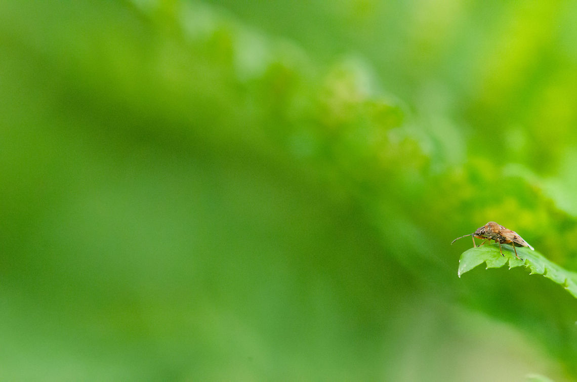 To infinity and beyond... I need some help identifying this bug, can't find a match. Concerning the photo, it triggers some philosophical thoughts to me personally. What seems like a trivial distance to us, is a world to cross for this bug. We can put the bug's world in perspective because we can grasp the bigger picture. We should realize though that the same applies to ourselves, if we overfocus on our personal challenges, we lose sight of the bigger picture and are unable to put them in perspective. <br />
<br />
I hope that makes sense. It's monday after all. Birch catkin bug,Geotagged,Heeswijk,Kleidocerys resedae,The Netherlands