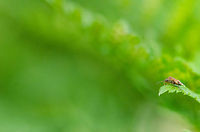 To infinity and beyond... I need some help identifying this bug, can't find a match. Concerning the photo, it triggers some philosophical thoughts to me personally. What seems like a trivial distance to us, is a world to cross for this bug. We can put the bug's world in perspective because we can grasp the bigger picture. We should realize though that the same applies to ourselves, if we overfocus on our personal challenges, we lose sight of the bigger picture and are unable to put them in perspective. <br />
<br />
I hope that makes sense. It's monday after all. Birch catkin bug,Geotagged,Heeswijk,Kleidocerys resedae,The Netherlands