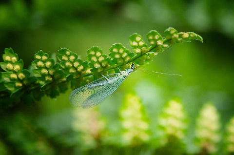 Green Lacewing I was happy to discover this beauty as I was manouvring myself and my tripod through thick vegetation getting stung all over. Although it looks blue, it seems to concern the Green Lacewing. Chrysopa perla,Heeswijk