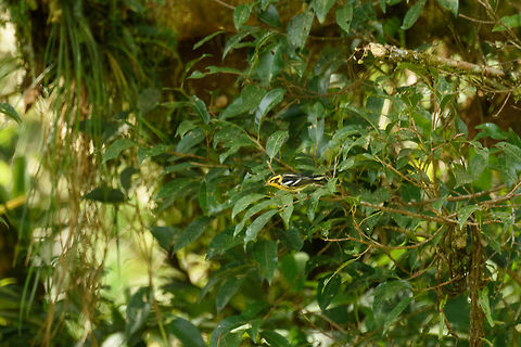 Blackburnian warbler, Santa Mar&iacute;a, Colombia Very remote spotting, apologies for the poor quality. Quite a pretty warbler with a face mask. Blackburnian warbler,Boyac&aacute;,Colombia,Fall,Geotagged,Santa Mar&iacute;a,Setophaga fusca,South America,World