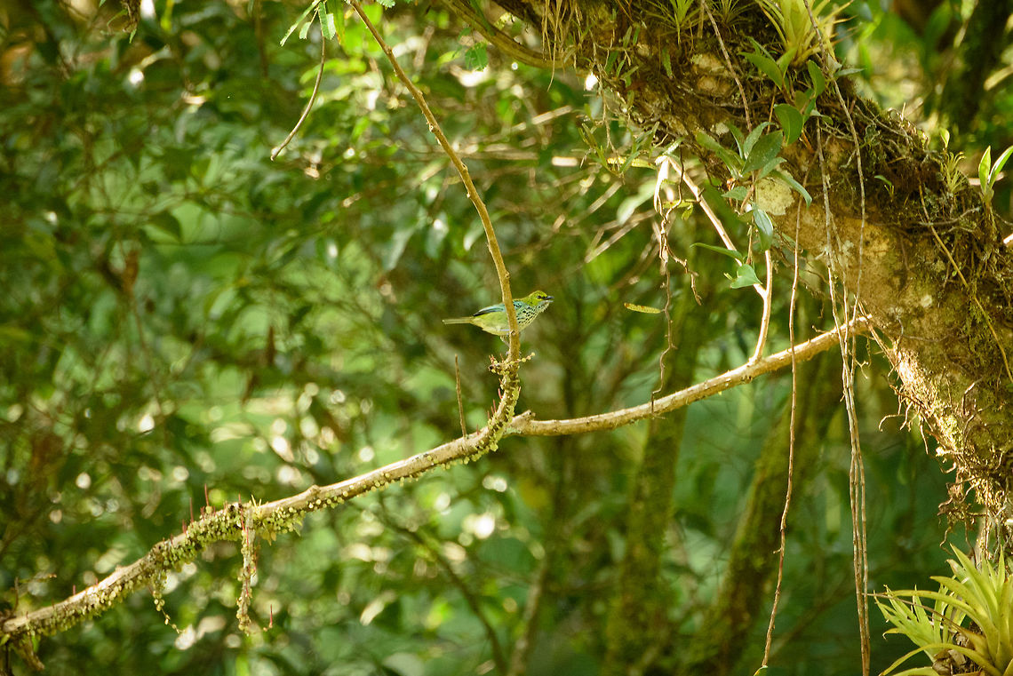 Speckled tanager, Santa Mar&iacute;a, Colombia Another reason that I need more zoom. One of the prettiest tanagers of Colombia in my opinion. Here's an external photo where you can much better appreciate its beauty:<br />
<a href="http://www.hbw.com/sites/default/files/styles/ibc_1k/public/ibc/p/Speckled_Tanager_1.jpg?itok=OcjpTAY9" rel="nofollow">http://www.hbw.com/sites/default/files/styles/ibc_1k/public/ibc/p/Speckled_Tanager_1.jpg?itok=OcjpTAY9</a> Boyac&aacute;,Colombia,Fall,Geotagged,Santa Mar&iacute;a,South America,Speckled tanager,Tangara guttata,World