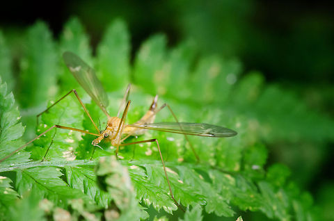 Giant Cranefly Not 100% sure about this identification. Click on the photo to get a better view at its eyes and snout. Geotagged,Heeswijk,The Netherlands,Tipula oleracea