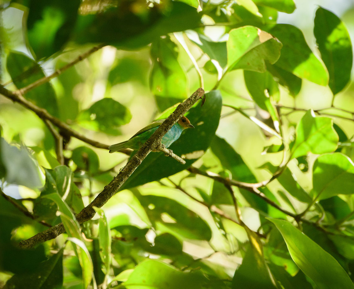 Bay-headed tanager, Santa María, Colombia  ssp. Tangara gyrola toddi. Bay-headed tanager,Boyacá,Colombia,Santa María,South America,Tangara gyrola,World