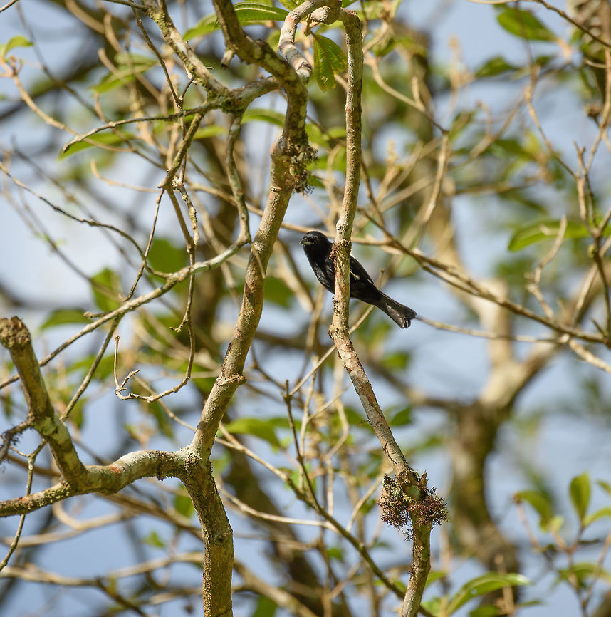 White-shouldered tanager in Santa María, Colombia It is overall black yet has a white stripe across its back. Legs are gray and the beak is short. Boyacá,Colombia,Santa María,South America,Tachyphonus luctuosus,White-shouldered tanager,World