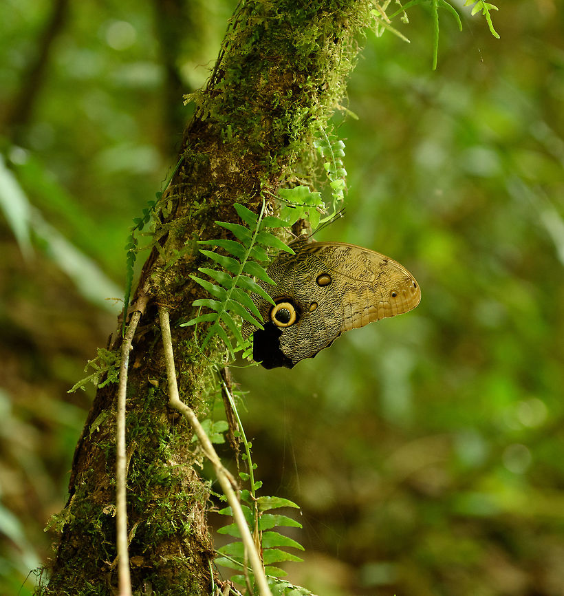 Illioneus Giant Owl at rest, Santa María, Colombia Very common, but I&#039;ll never get bored with this beauty. Boyacá,Caligo illioneus,Colombia,Illioneus Giant Owl,Santa María,South America,World