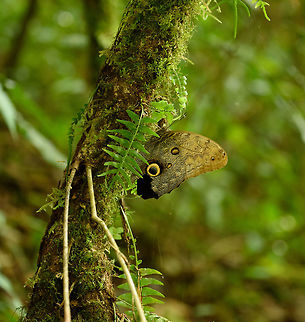Illioneus Giant Owl at rest, Santa María, Colombia Very common, but I'll never get bored with this beauty. Boyacá,Caligo illioneus,Colombia,Illioneus Giant Owl,Santa María,South America,World