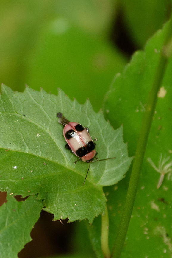 Alagoasa bipunctata, Santa Mar&iacute;a, Colombia Likely a specific variety, see discussion in the comments below. Alagoasa bipunctata,Boyac&aacute;,Chrysomelidae,Colombia,Galerucinae,Santa Mar&iacute;a,South America,World